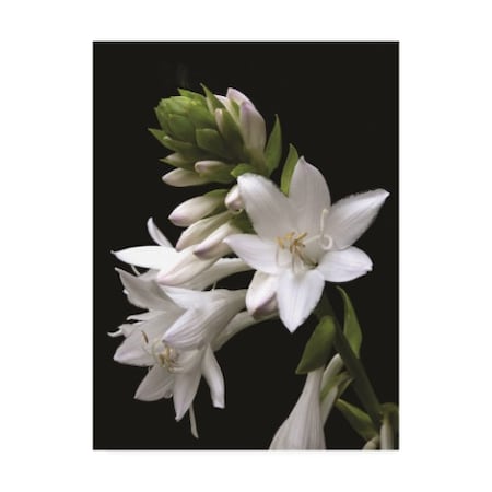 Kurt Shaffer 'White Hosta Flower' Canvas Art,24x32